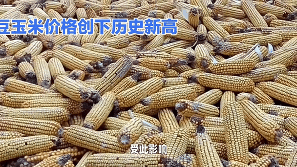 中国大豆网免费大豆信息：实时掌握大豆市场动态